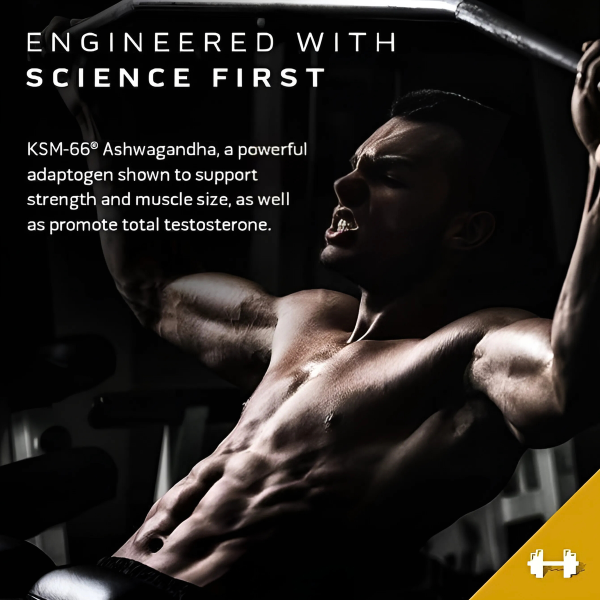 MUSCLETECH TEST HD ELITE 60 TABS